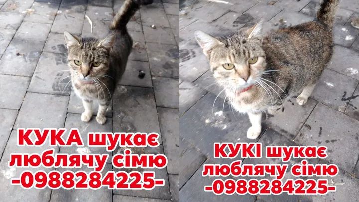 Добірка чотирилапих у Коломиї, які мріють знайти домівку 3