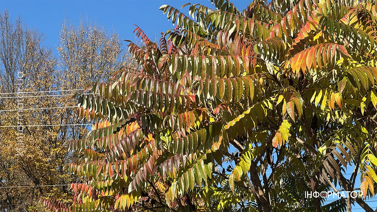 Коломия у теплих відтінках осені: місто у фоторепортажі 10