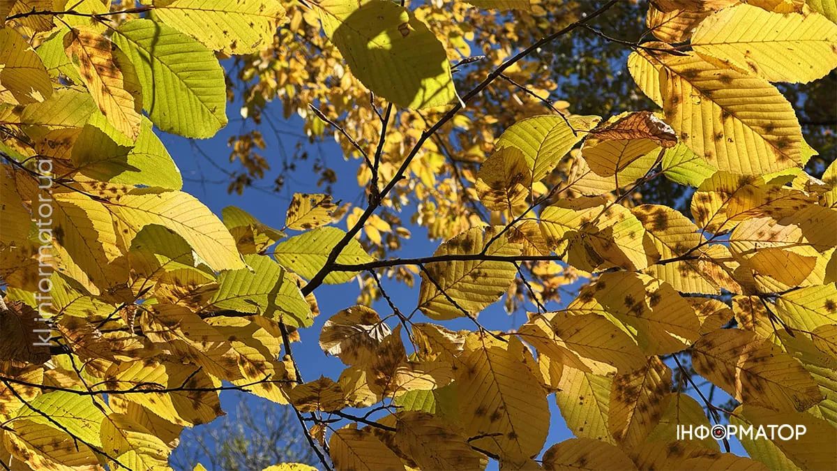 Якою Коломия була у жовтні: фоторепортаж 7