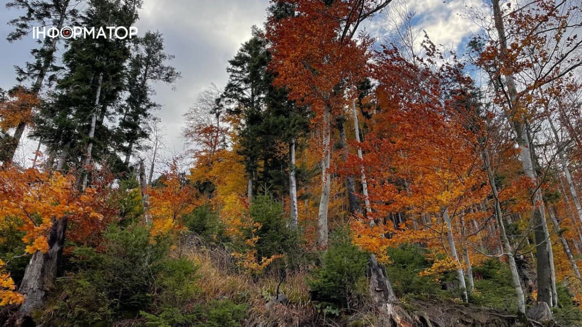 Як осінь у горах поступилася зимі: фоторепортаж з Карпат 4