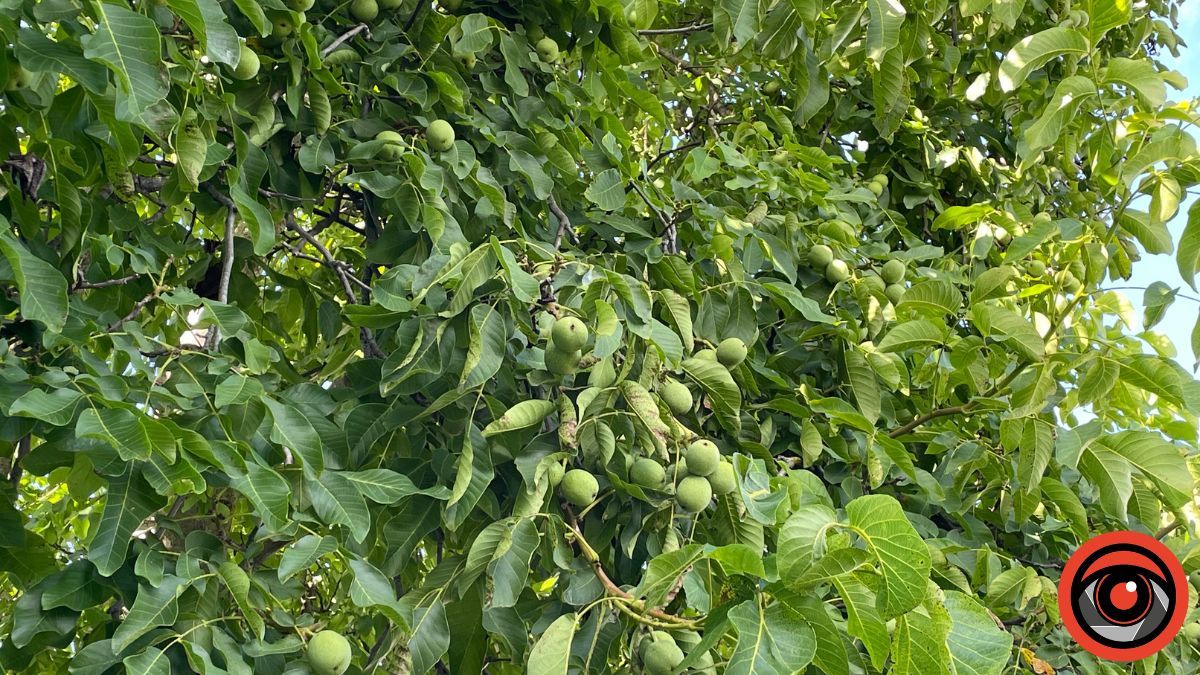 Як та де використати опале листя горіха в господарстві 1