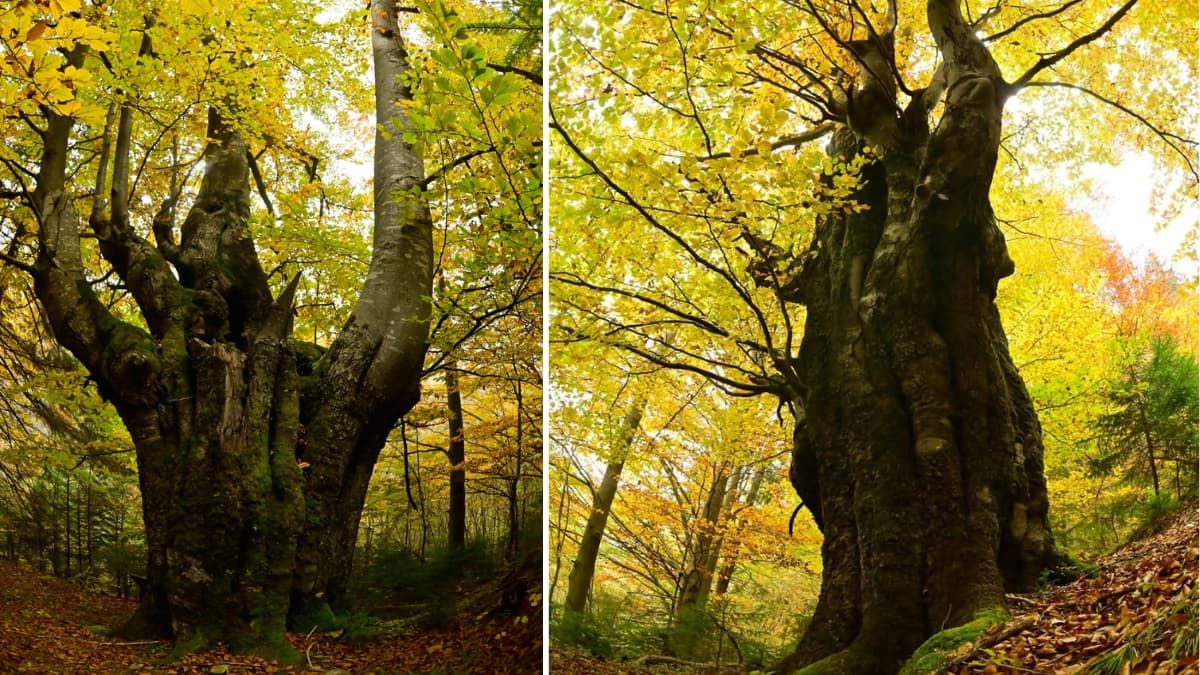 Бук із заповідника на Надвірнянщині претендує на звання "Європейське дерево року"