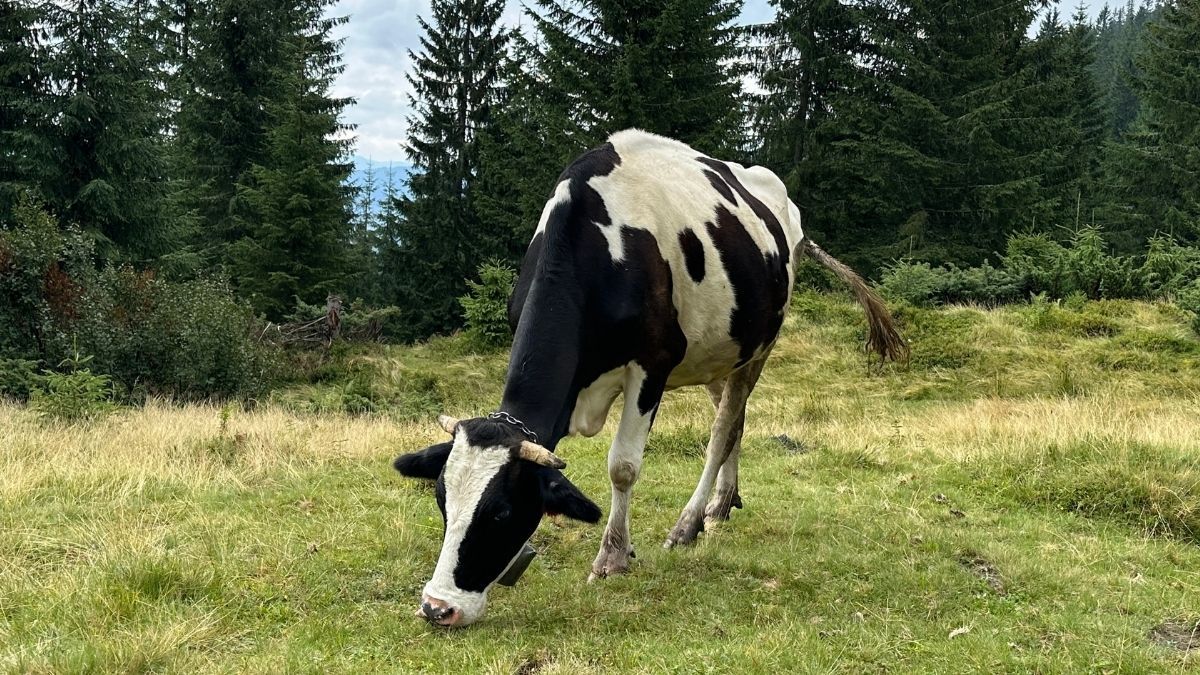 У двох присілках на Верховинщині оголошено карантин через спалах сказу серед худоби