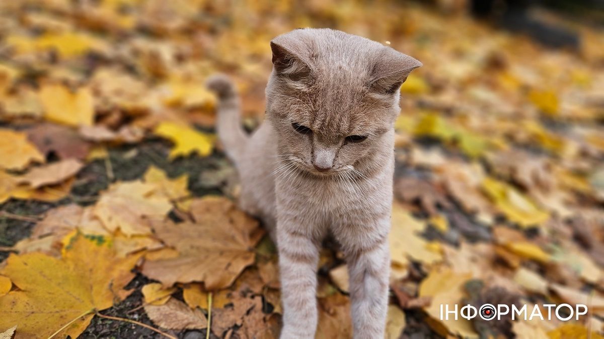 Пухнастики Коломиї, які потребують прихистку та тепла: добірка