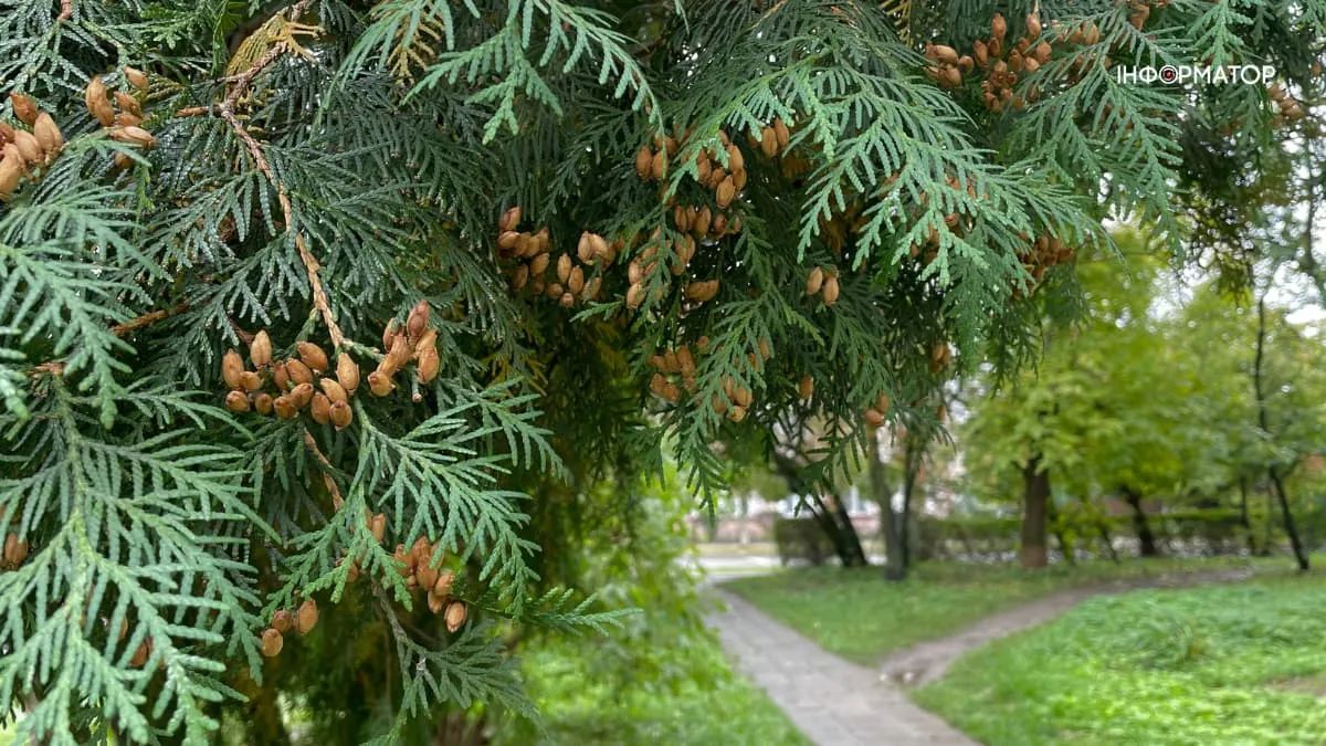 Погода в Коломиї 10 листопада