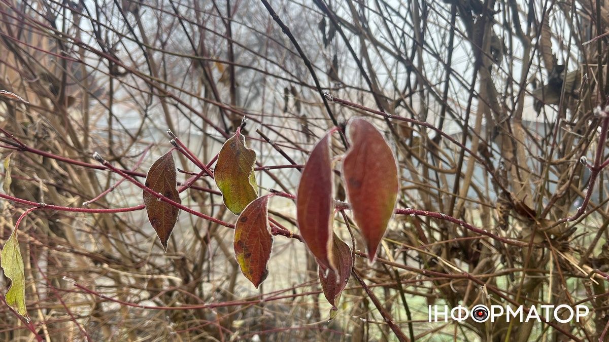 Обробка саду перед зимою: що радять досвідчені садівники