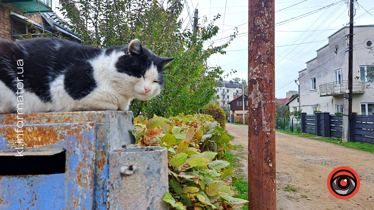 безкоштовні тваринки