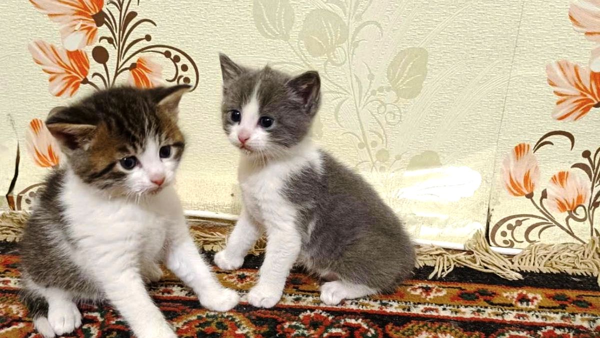 Пухнастики шукають люблячих господарів у Коломиї 1