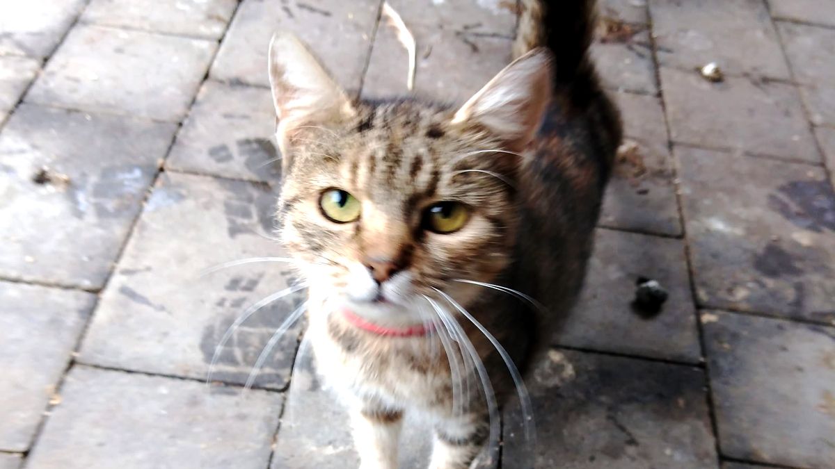 Пухнастики шукають люблячих господарів у Коломиї 2