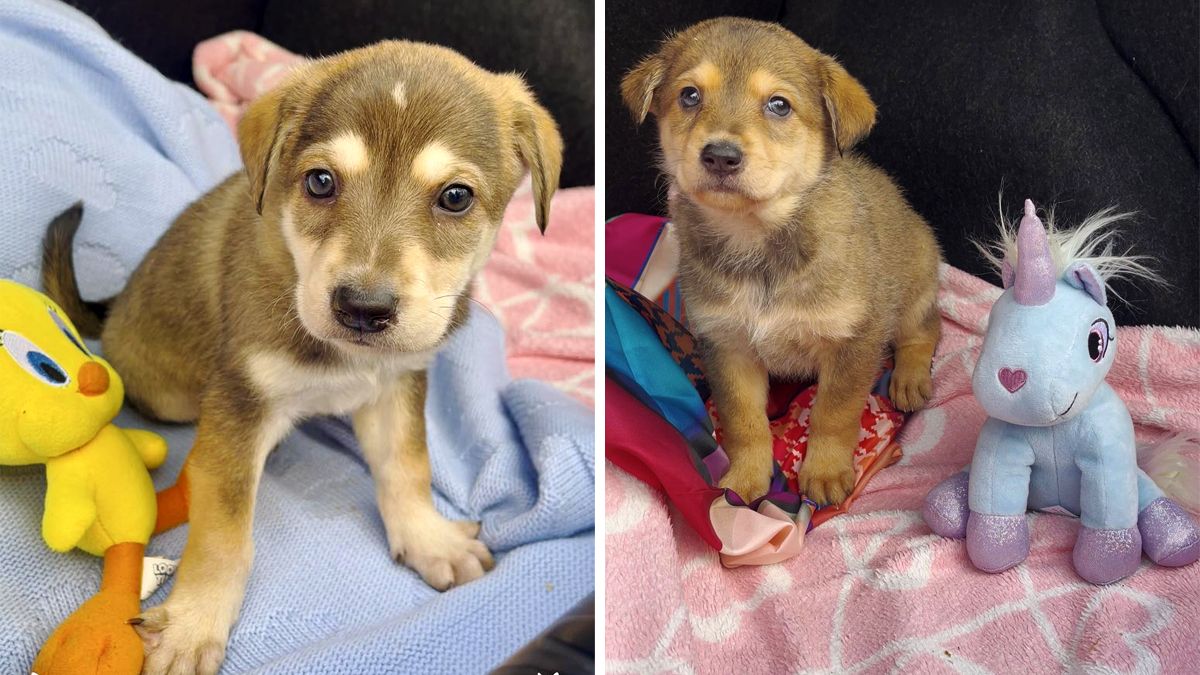 Пухнастики шукають люблячих господарів у Коломиї 3