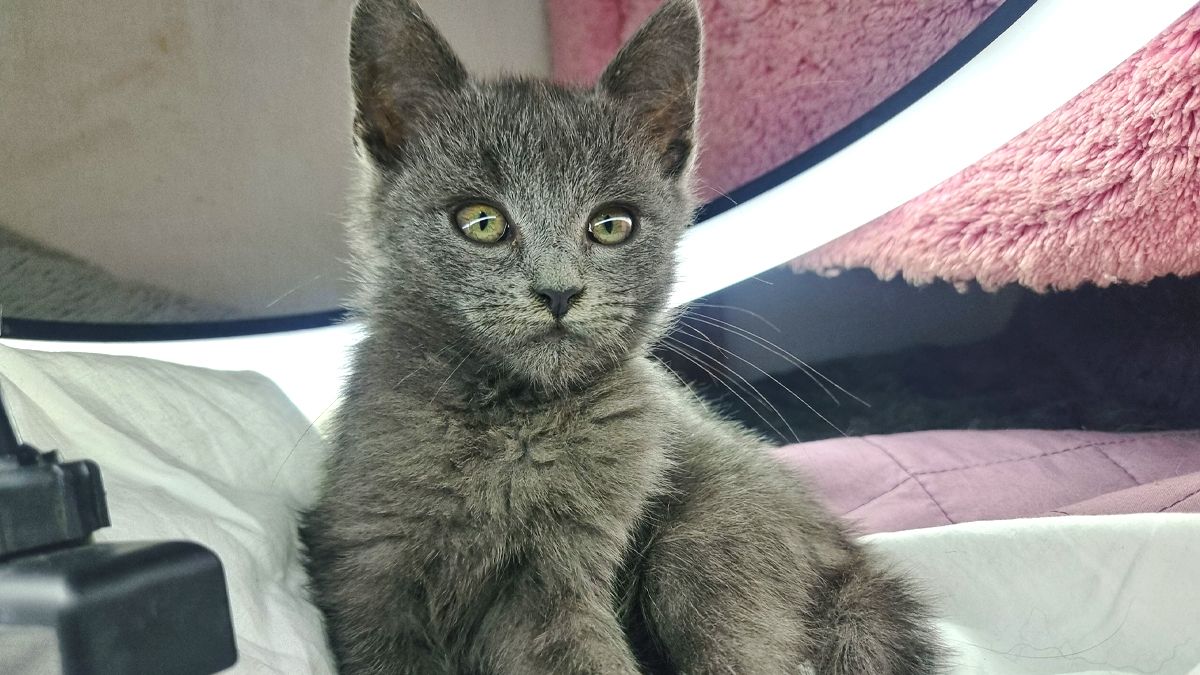 Пухнастики шукають люблячих господарів у Коломиї 4