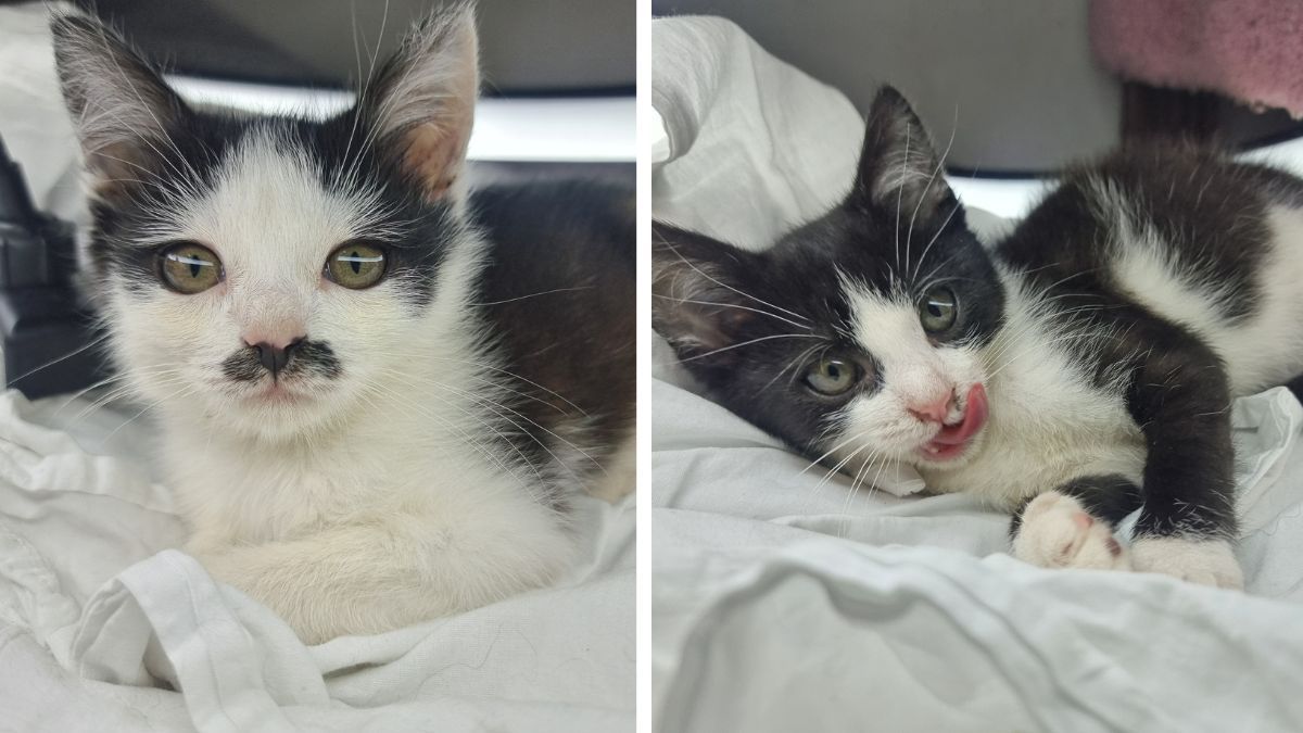 Пухнастики шукають люблячих господарів у Коломиї 5