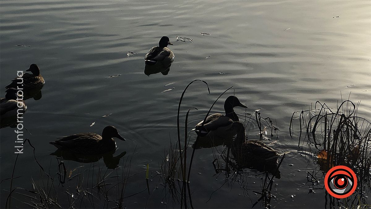 Тихий ранок: фоторепортаж з озера ім. Руфа наприкінці осені 16