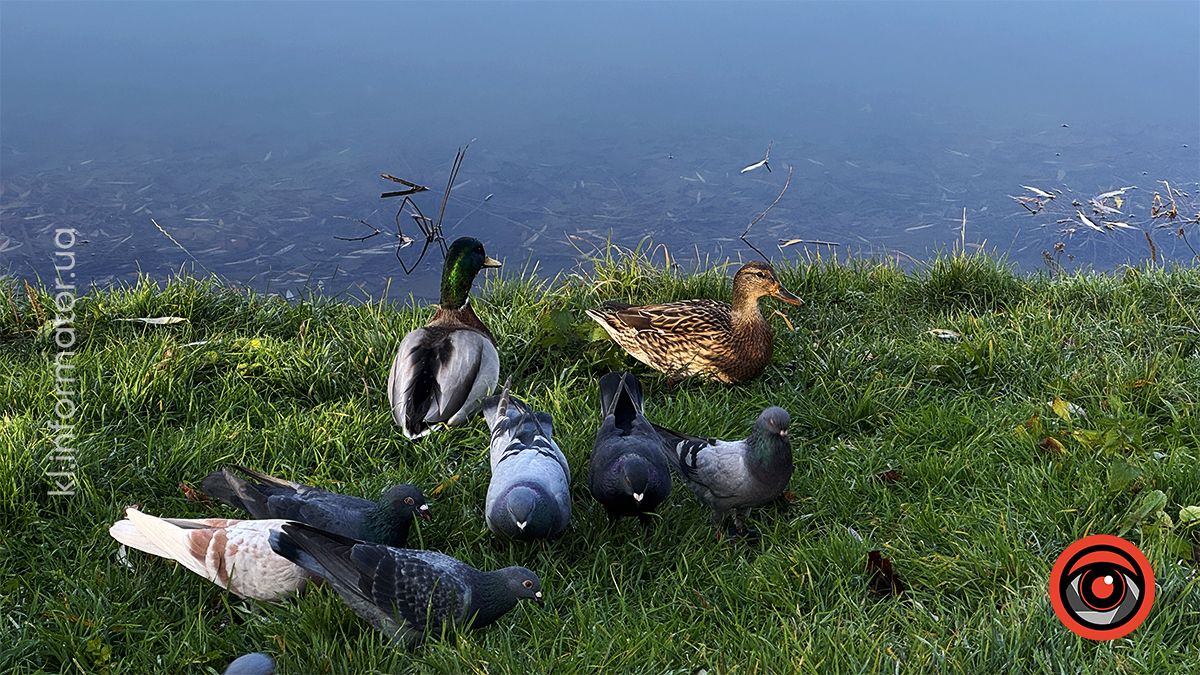 Тихий ранок: фоторепортаж з озера ім. Руфа наприкінці осені 23