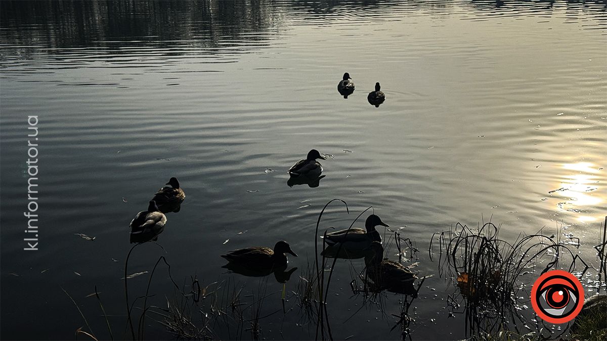 Тихий ранок: фоторепортаж з озера ім. Руфа наприкінці осені 4