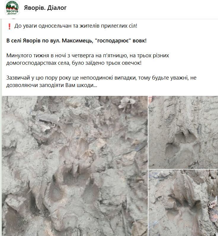 Через напади вовка на овець мешканців Косівщини закликають бути обережними 1