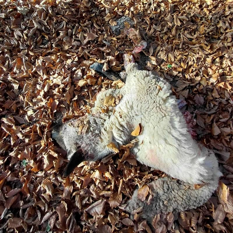 Через напади вовка на овець мешканців Косівщини закликають бути обережними 2