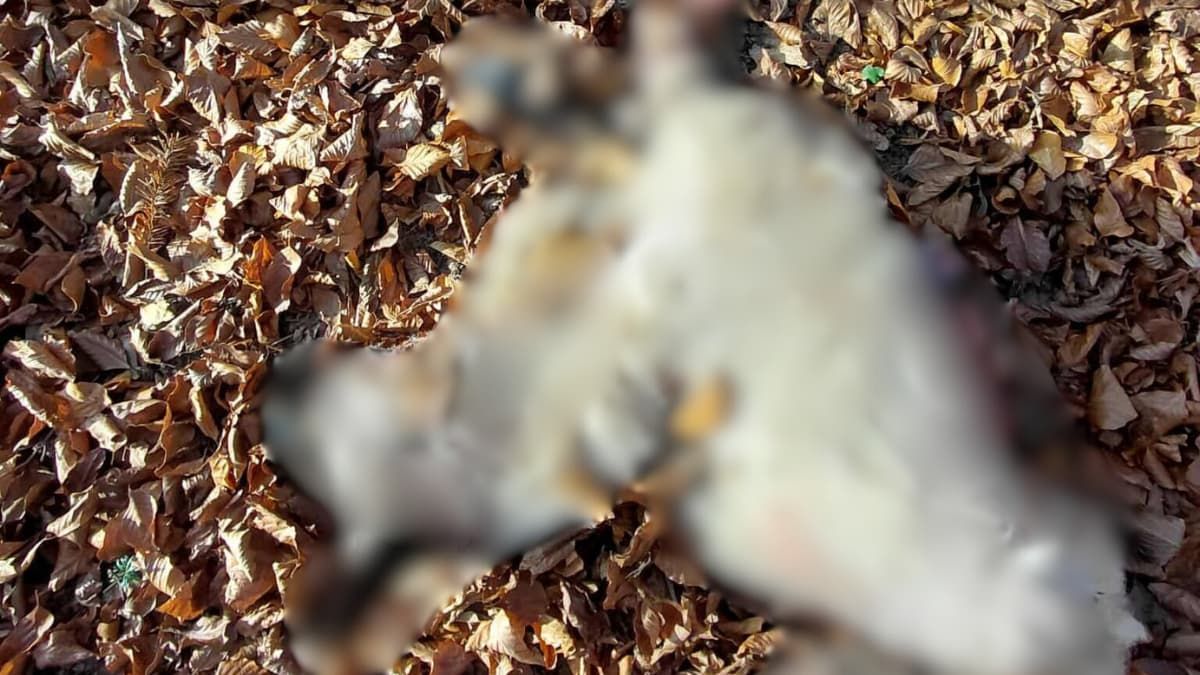 Вовк загриз вівцю