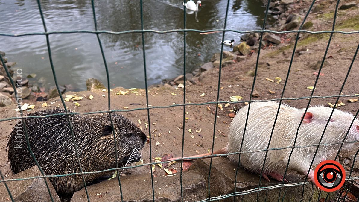 Похмурі гори та бурхливі водоспади: фоторепортаж майже зимового Яремче 16
