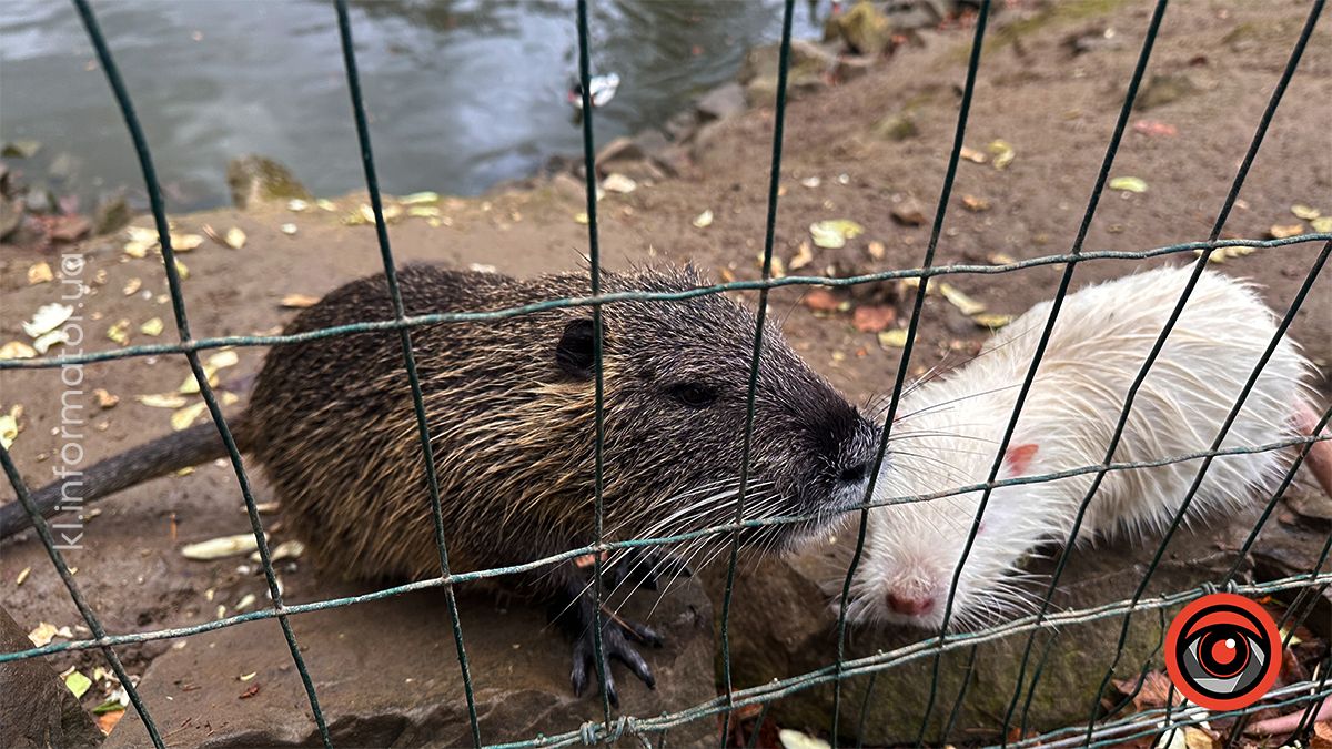 Похмурі гори та бурхливі водоспади: фоторепортаж майже зимового Яремче 17