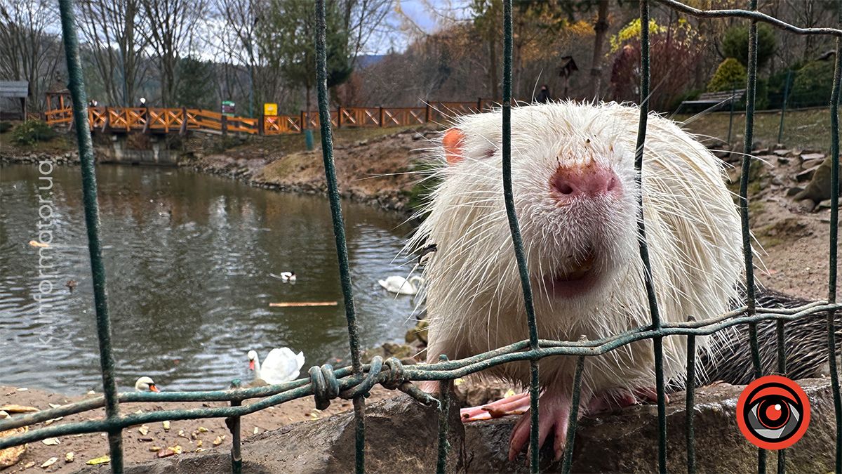 Похмурі гори та бурхливі водоспади: фоторепортаж майже зимового Яремче 18