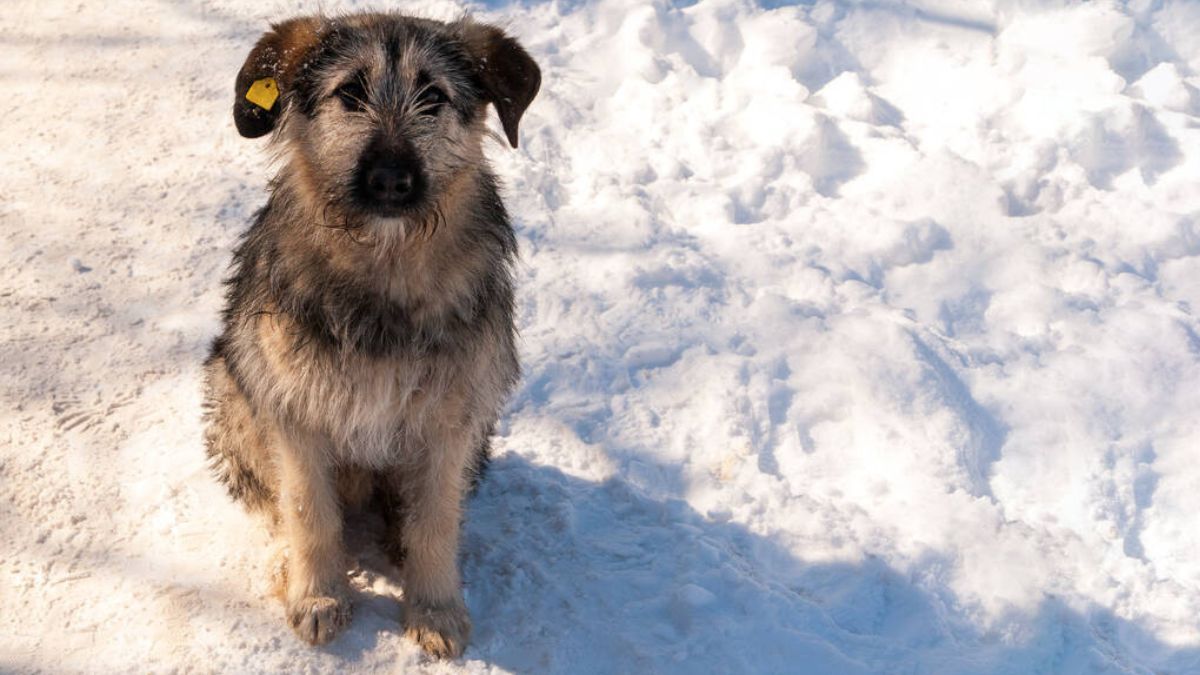 Як врятувати безпритульних тварин узимку : поради для прикарпатців