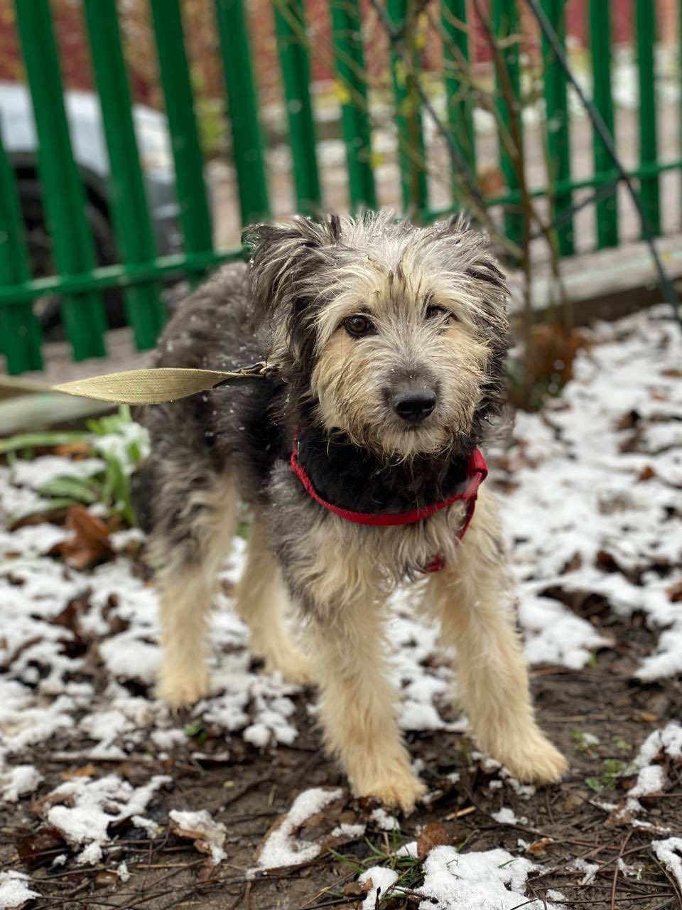 Чотирилапі з Коломиї шукають теплу домівку 1