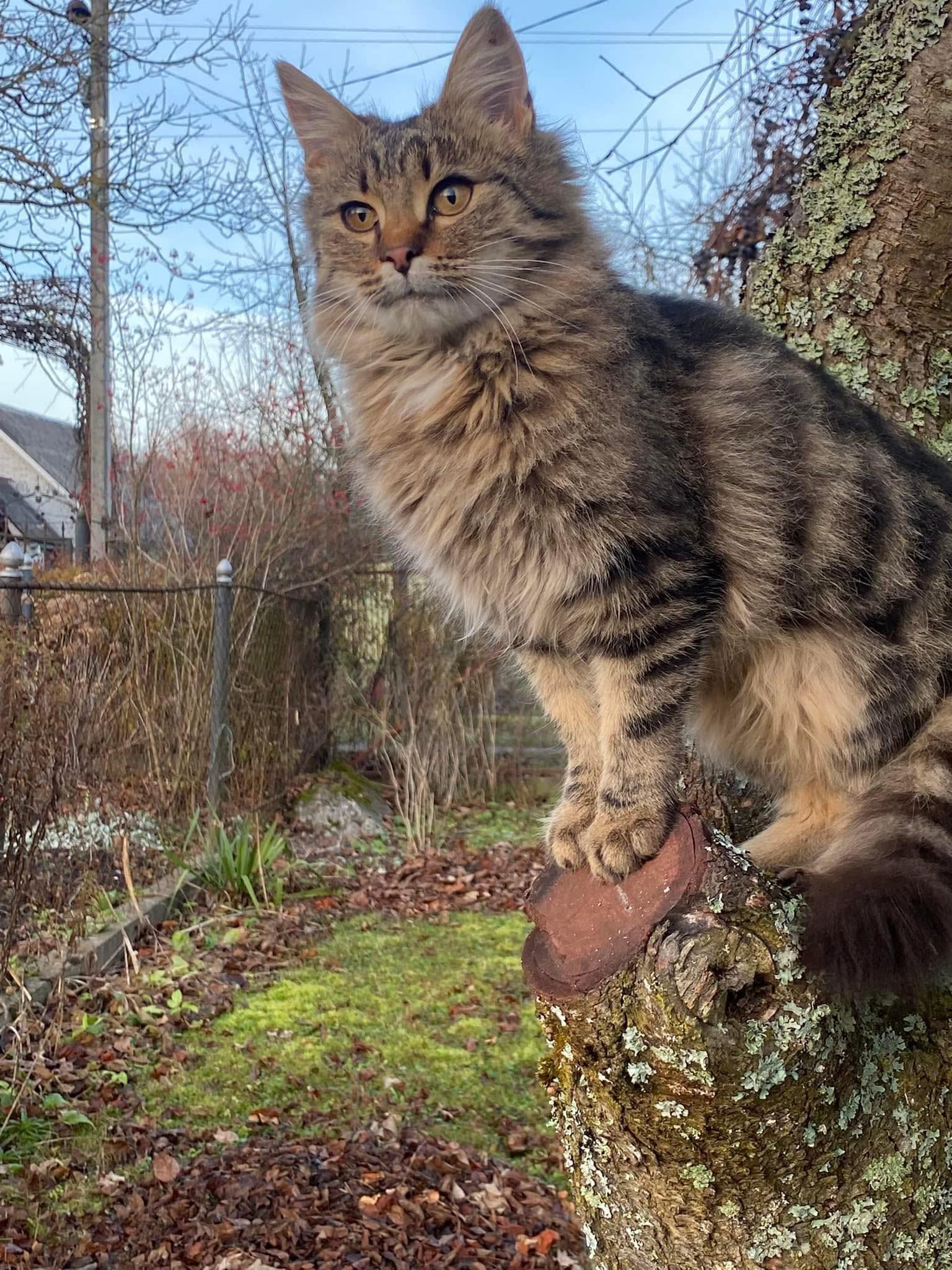 Чотирилапі з Коломиї шукають теплу домівку 2