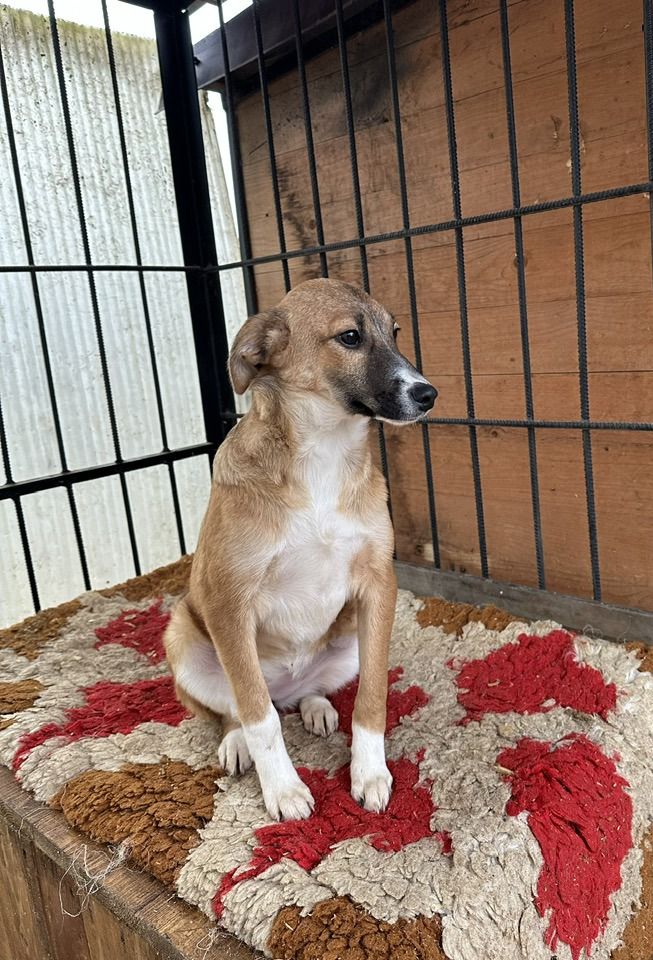 Чотирилапі з Коломиї шукають теплу домівку 3