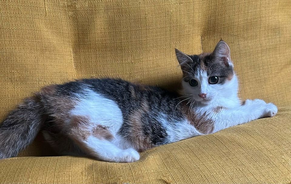 Чотирилапі з Коломиї шукають теплу домівку 4