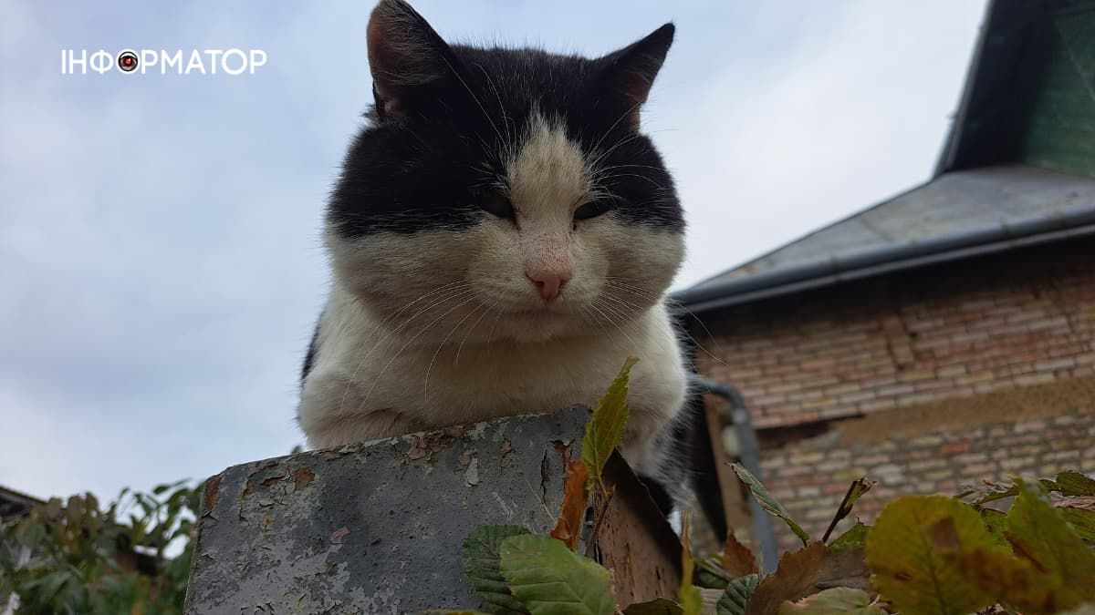 Чотирилапі з Коломиї шукають теплу домівку