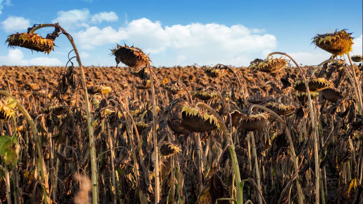 На Прикарпатті завершують жнива: зібрано майже 90% площ зернових і зернобобових культур
