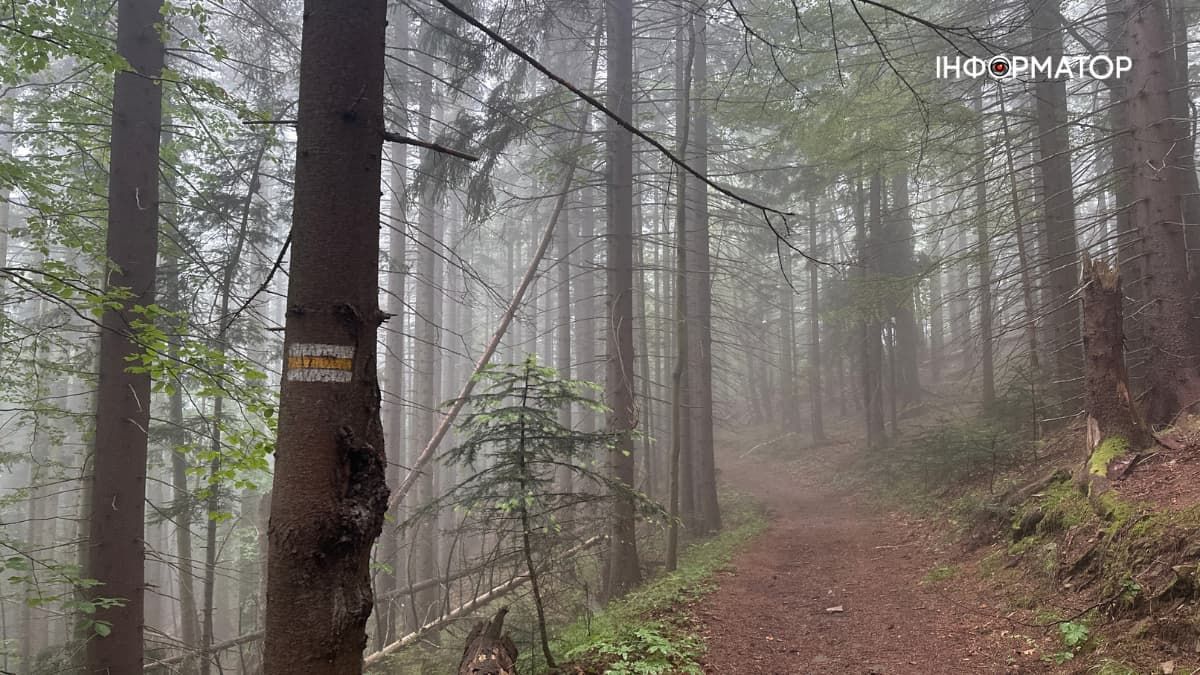 "Жовта" стежка неподалік Яремче "Жовта" стежка неподалік Яремче