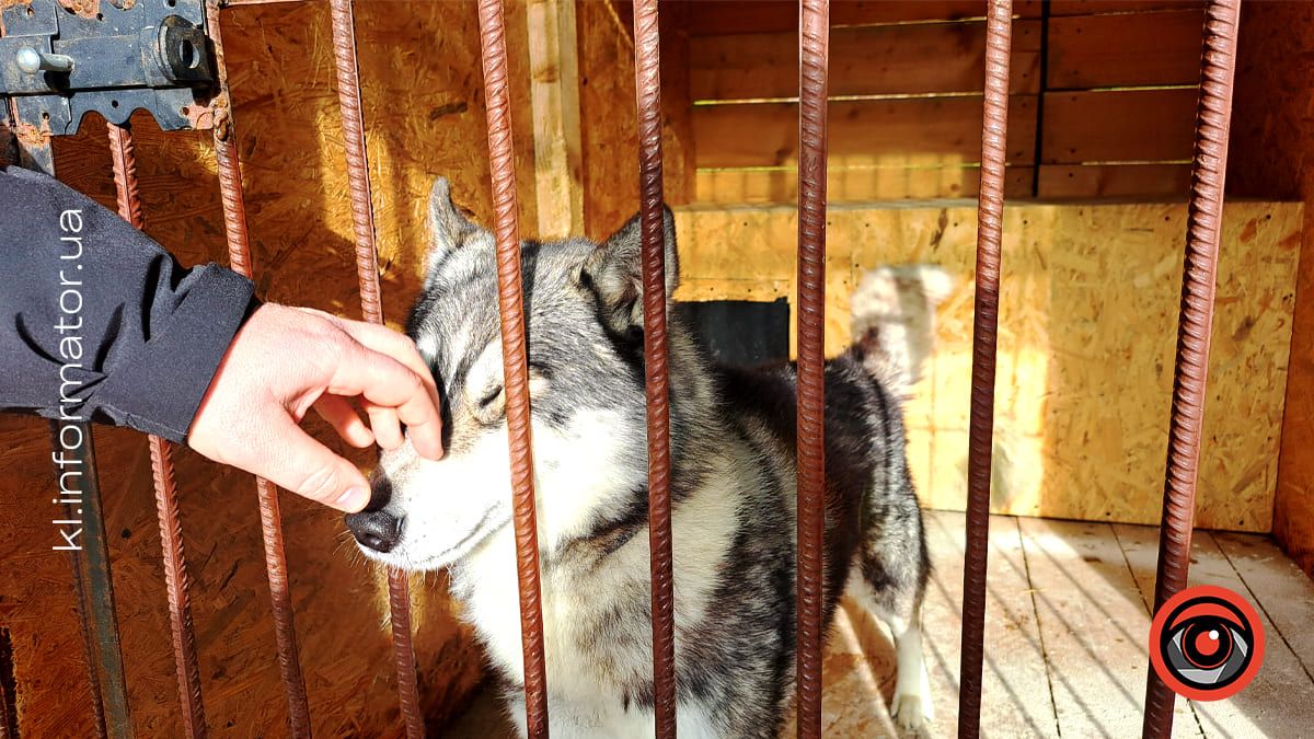 Добро перемагає травми: як Zachyn став місцем натхнення для людей і порятунку для собак 3