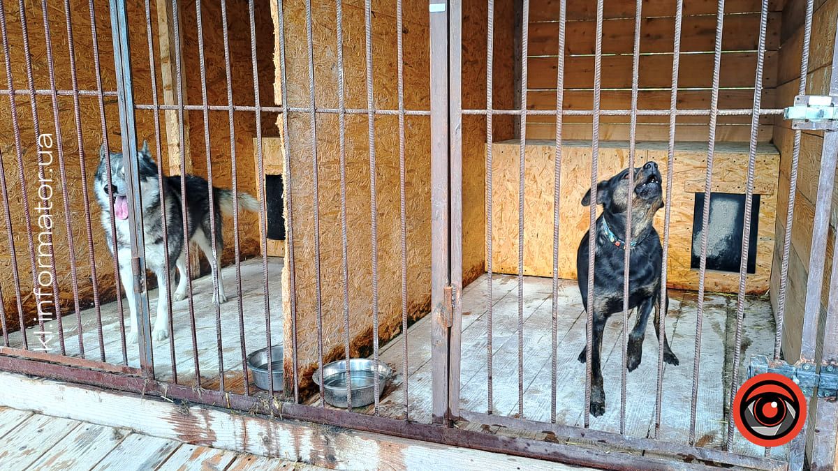 Добро перемагає травми: як Zachyn став місцем натхнення для людей і порятунку для собак 9