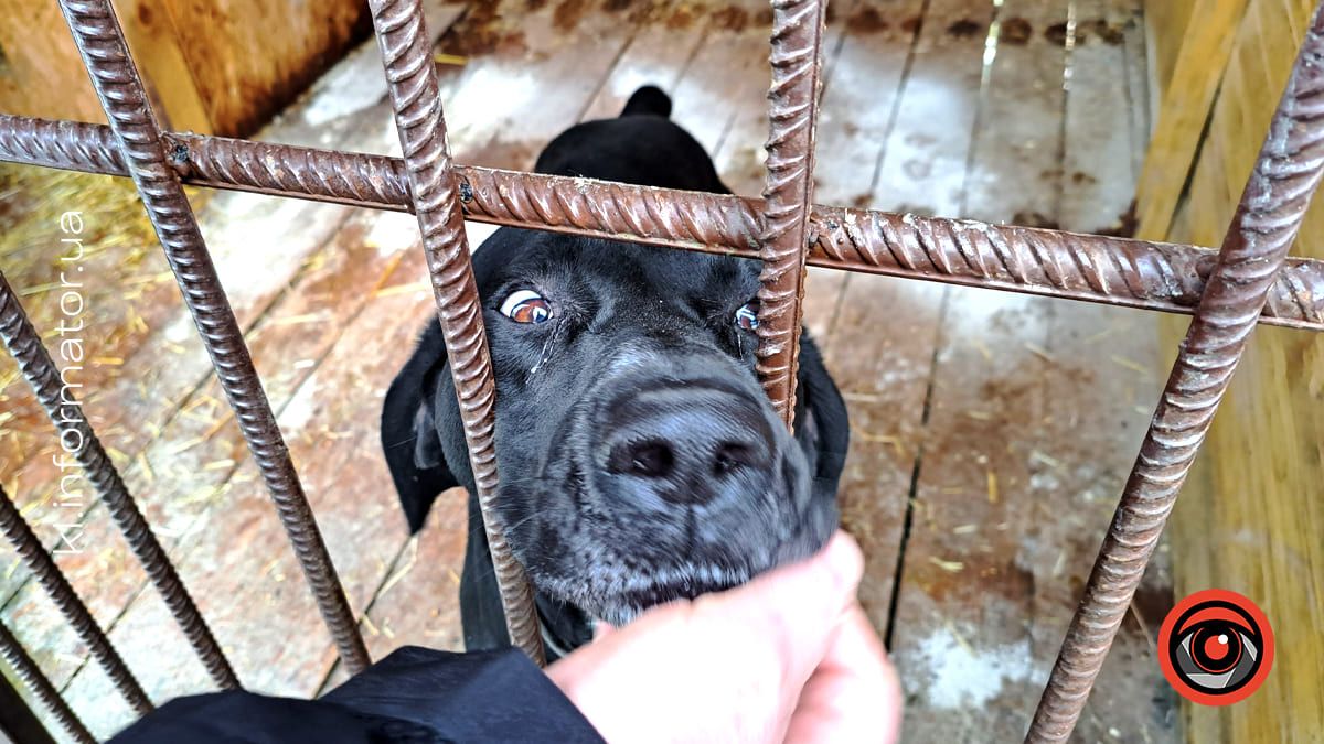 Добро перемагає травми: як Zachyn став місцем натхнення для людей і порятунку для собак 4