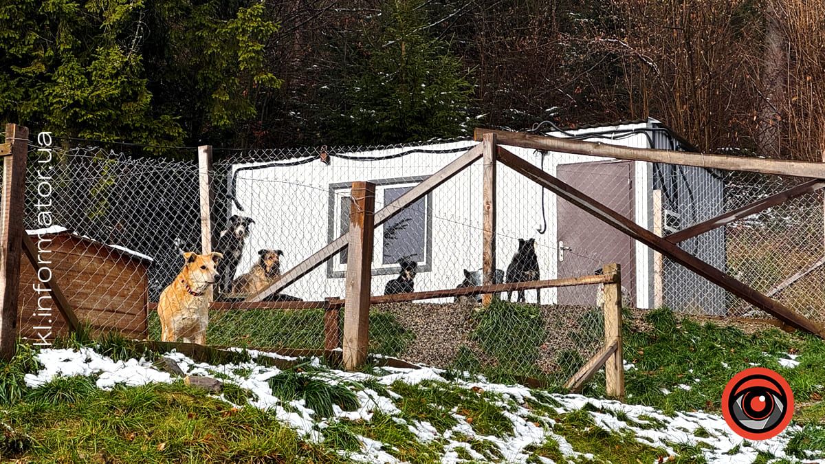 Добро перемагає травми: як Zachyn став місцем натхнення для людей і порятунку для собак 1