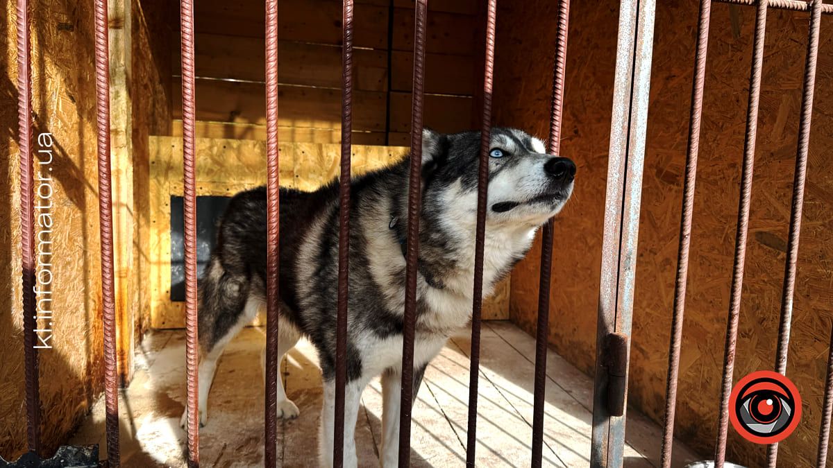 Добро перемагає травми: як Zachyn став місцем натхнення для людей і порятунку для собак 10