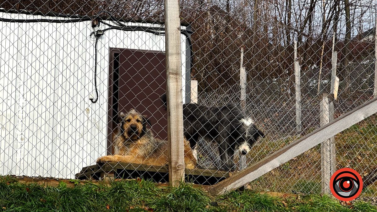 Добро перемагає травми: як Zachyn став місцем натхнення для людей і порятунку для собак 5