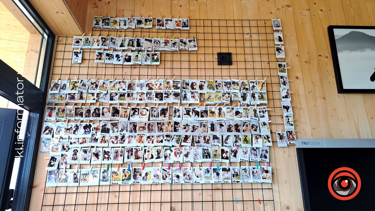 Добро перемагає травми: як Zachyn став місцем натхнення для людей і порятунку для собак 6