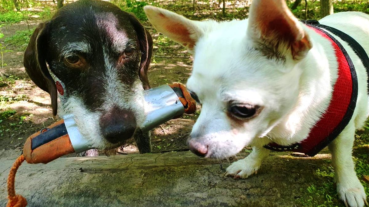 Любов не знає кордонів: як центр адопції тварин « Zachyn» дарує українським хвостикам нове життя в Європі 4