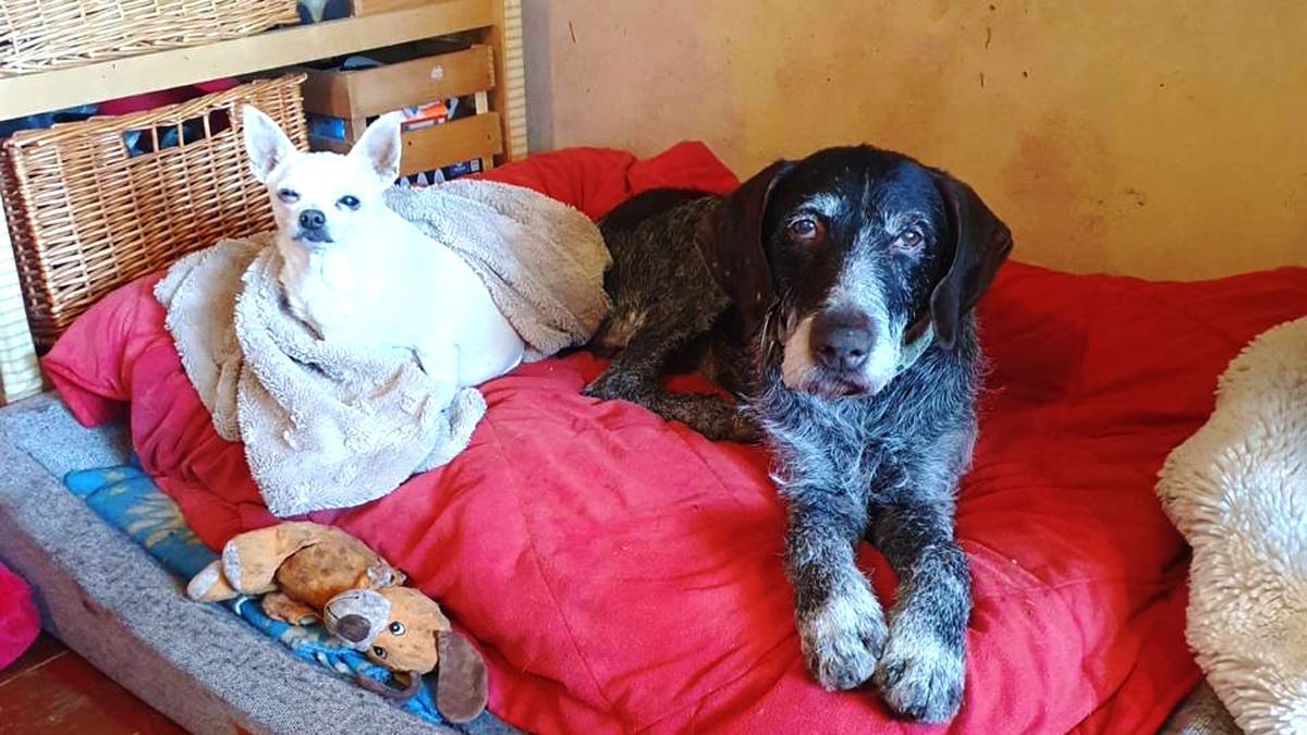 Дратхаар Роб (на фото з правого боку) Дратхаар Роб (на фото з правого боку)