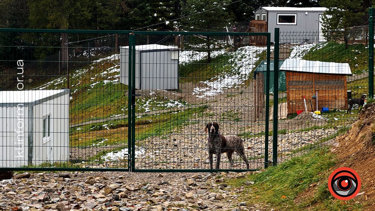 Любов не знає кордонів: як центр адопції тварин « Zachyn» дарує українським хвостикам нове життя в Європі 1