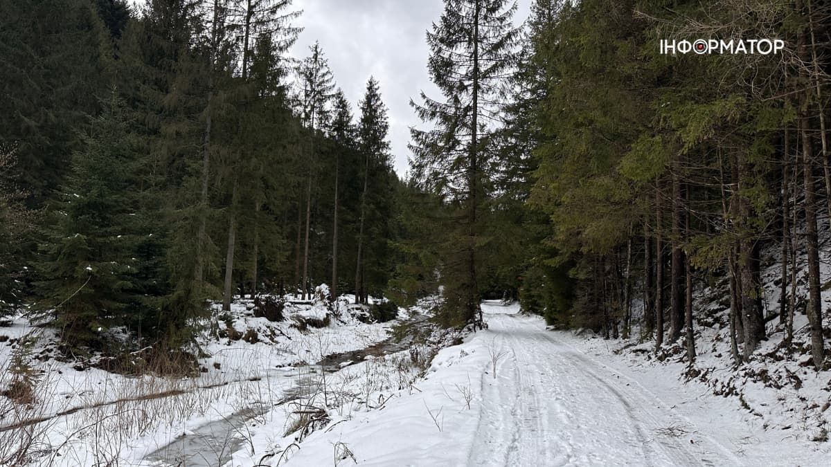 вирубка дерев