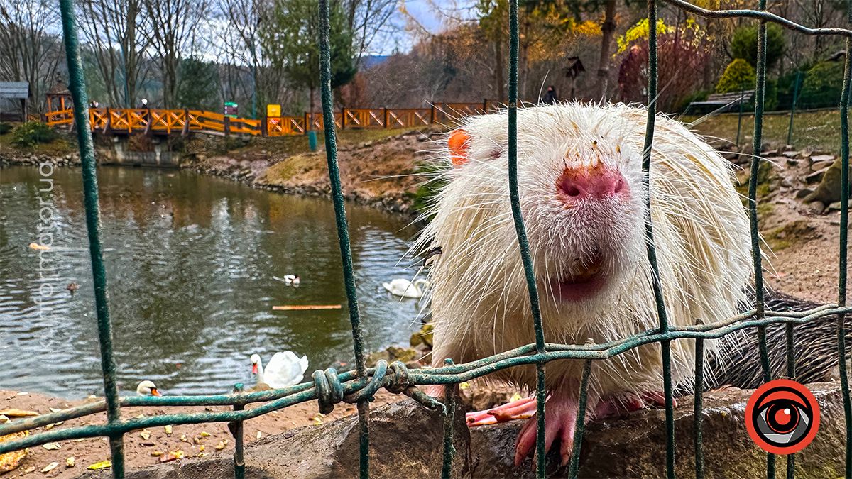 Туманні ранки та перший сніг: якою Коломия була в листопаді? 8