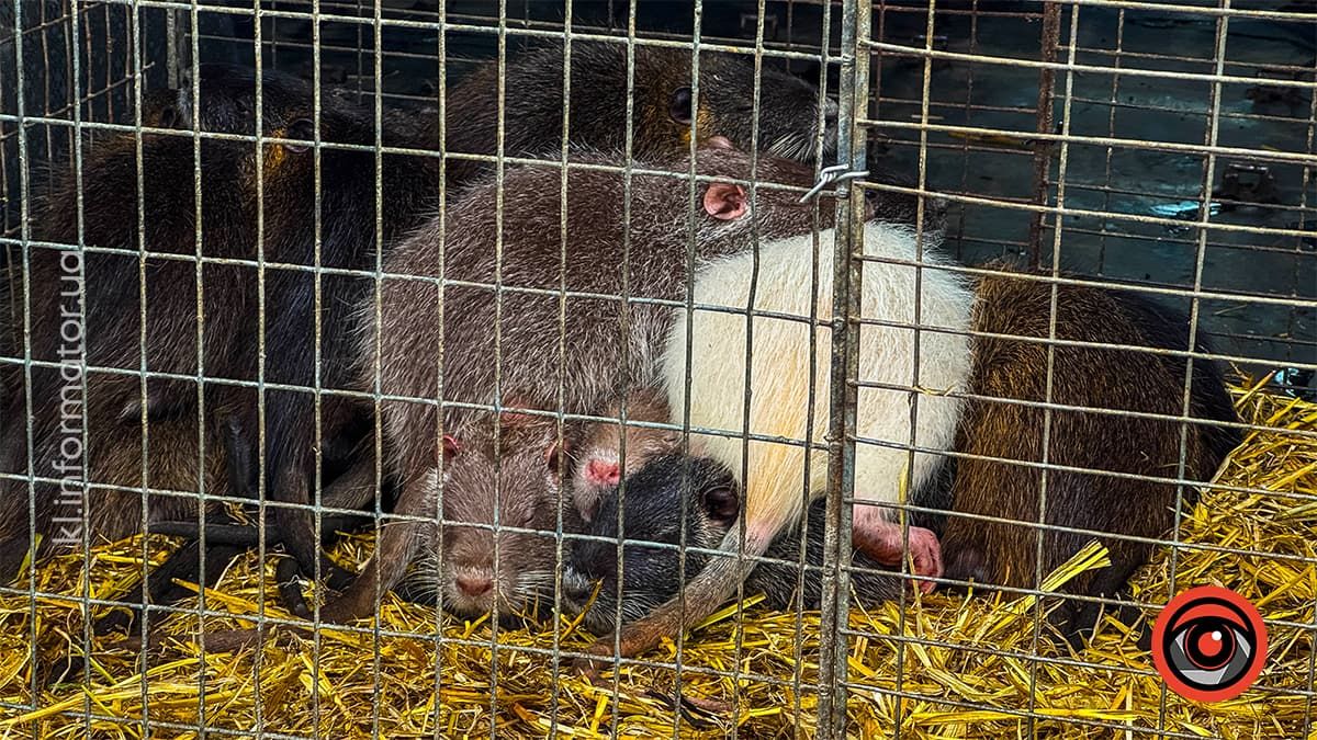 Туманні ранки та перший сніг: якою Коломия була в листопаді? 13