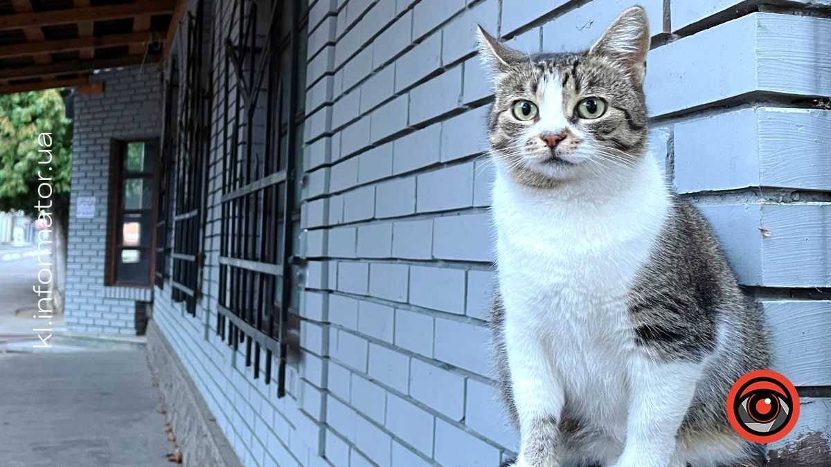 пухнастики