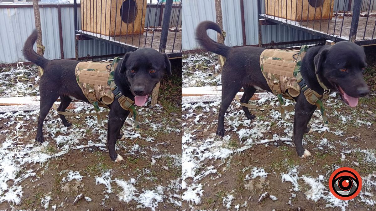 Врятований із прифронтової зони: зворушлива історія собаки Малиша