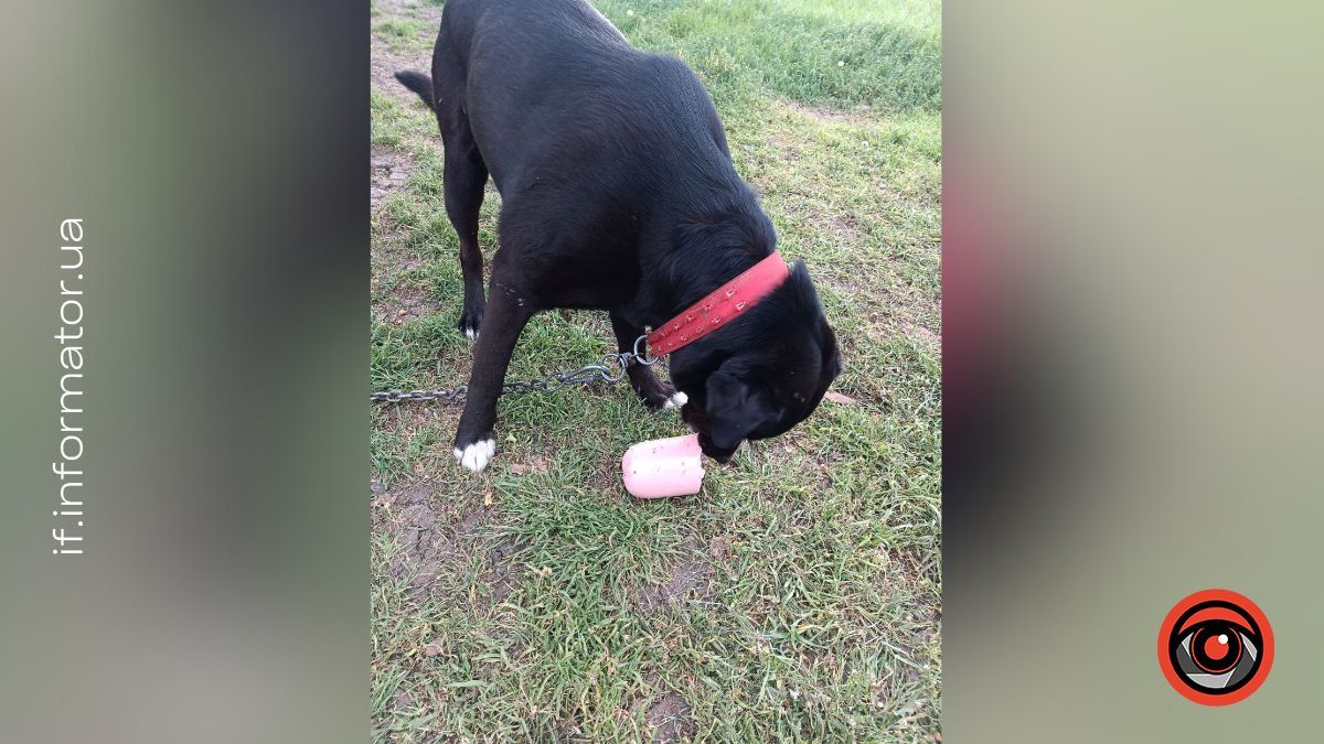 Врятований із прифронтової зони: зворушлива історія собаки Малиша 1