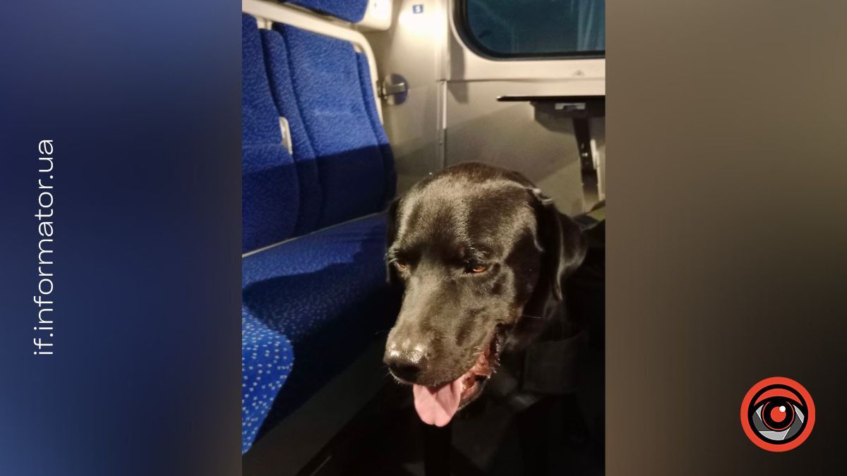 Врятований із прифронтової зони: зворушлива історія собаки Малиша 2